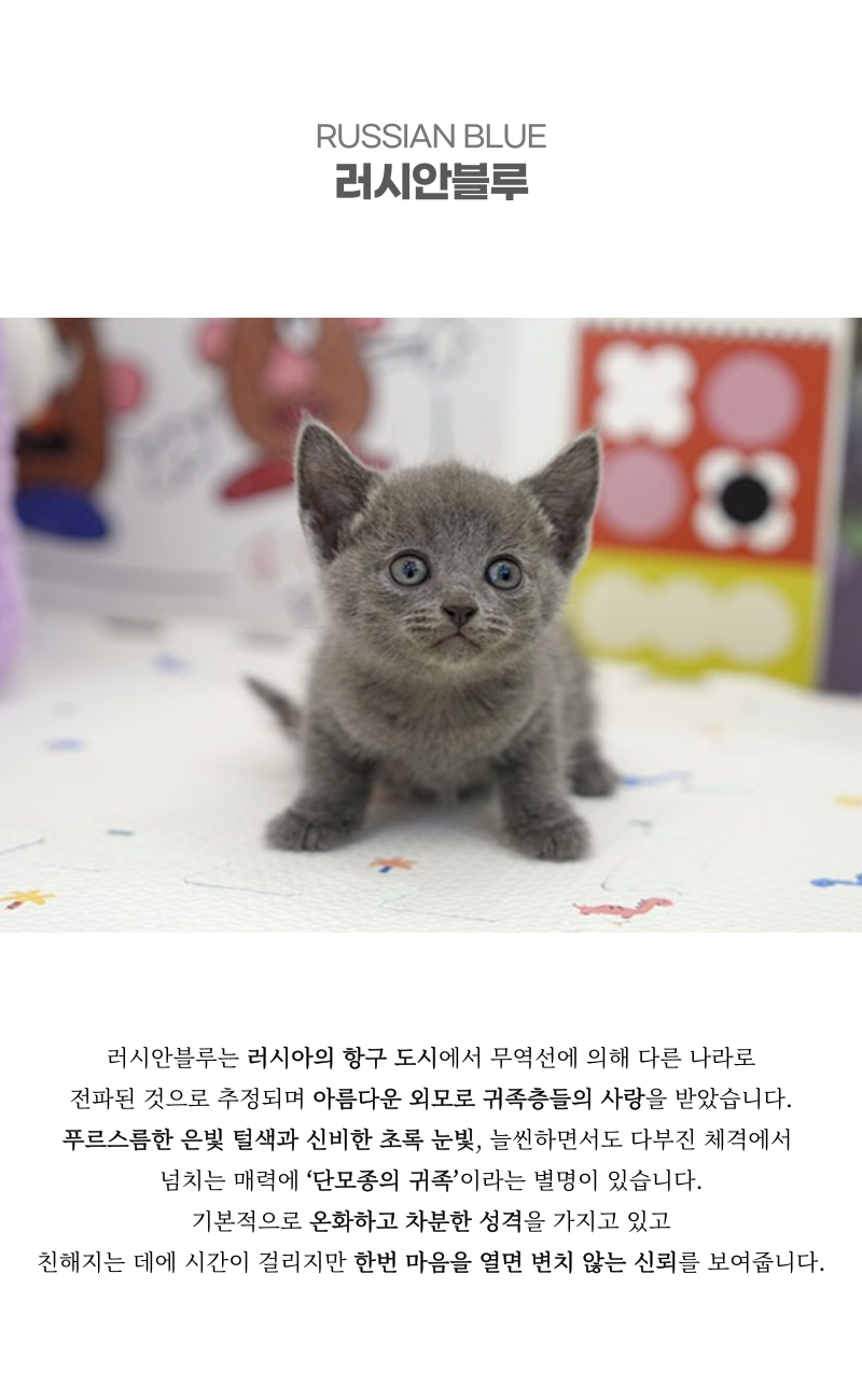 러시안블루[여아] 샤인분양 - 부산강아지분양 부산고양이분양 미유펫