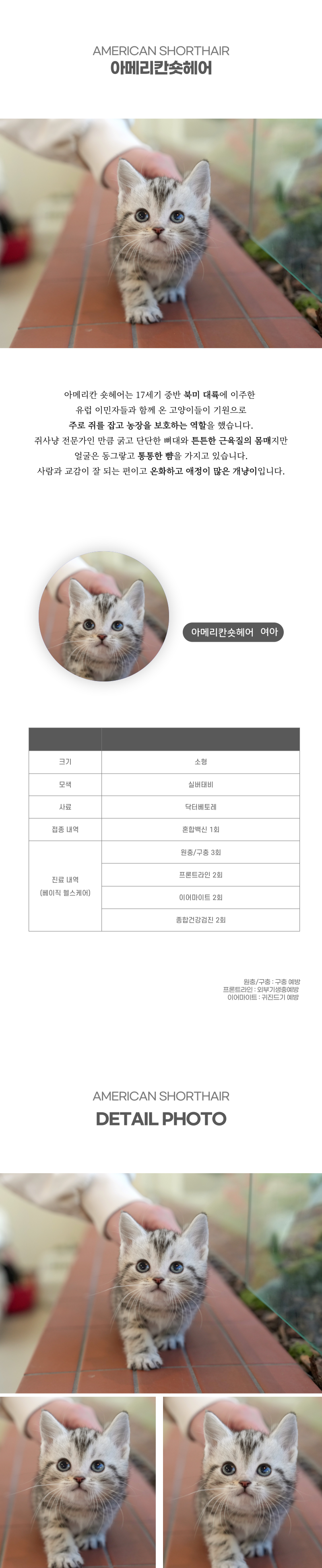아메리칸숏헤어_상세이미지_2