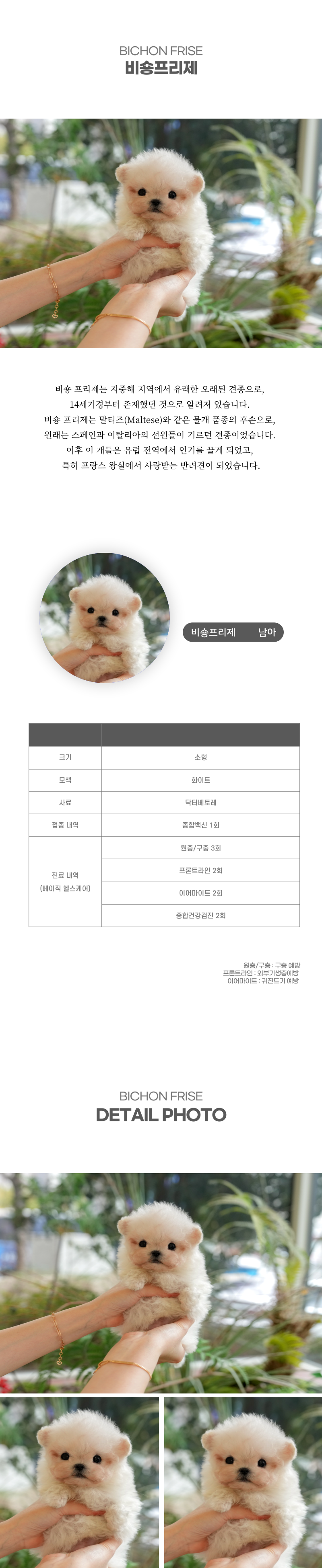 미니비숑_상세이미지_2