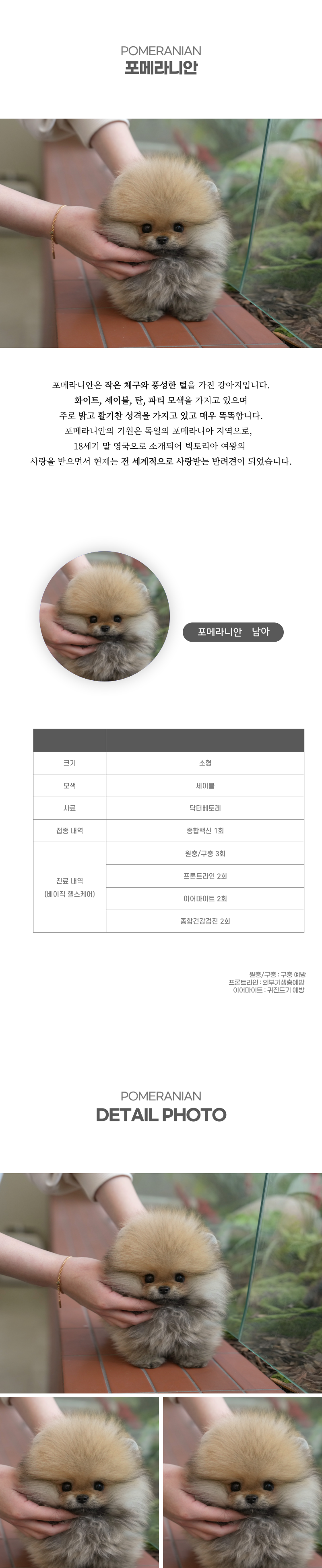 포메라니안_상세이미지_2