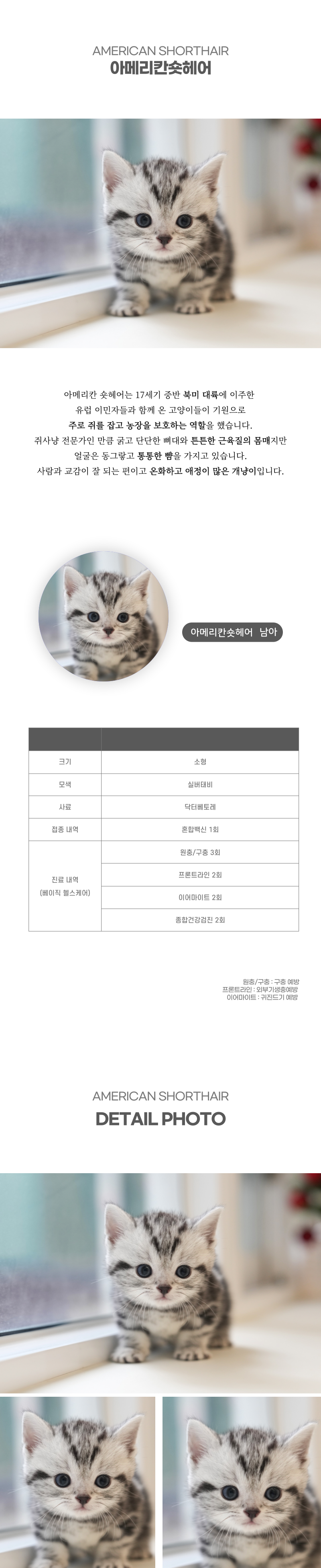 아메리칸숏헤어_상세이미지_2