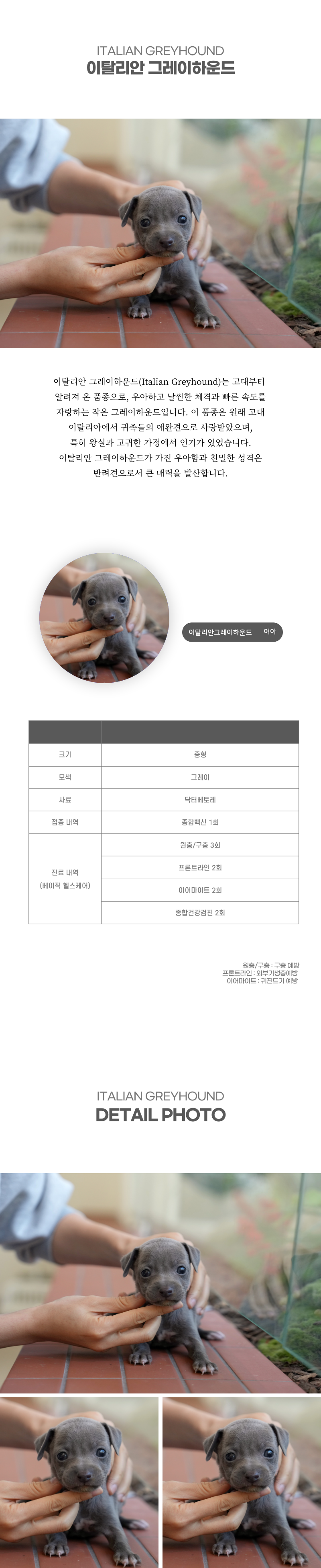 이탈리안 그레이하운드_상세이미지_2