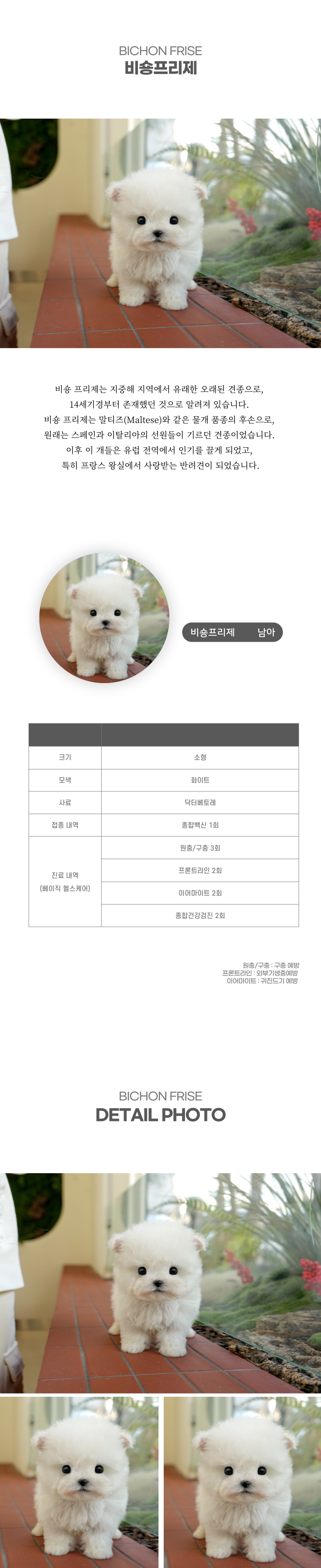 미니비숑_상세이미지_2