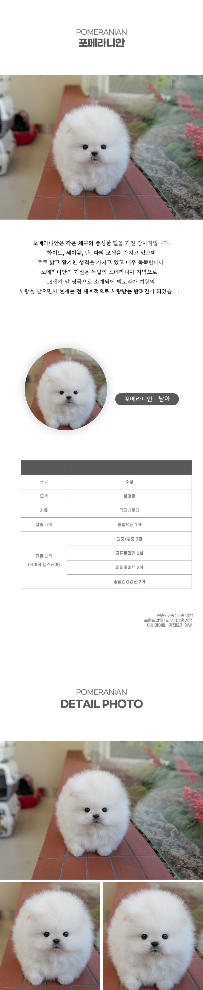 포메라니안_상세이미지_2