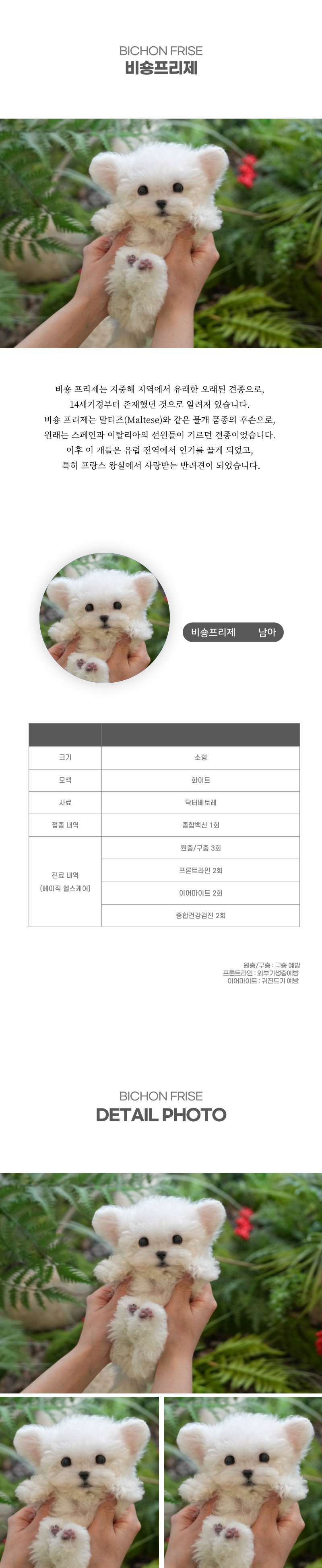 미니비숑_상세이미지_2