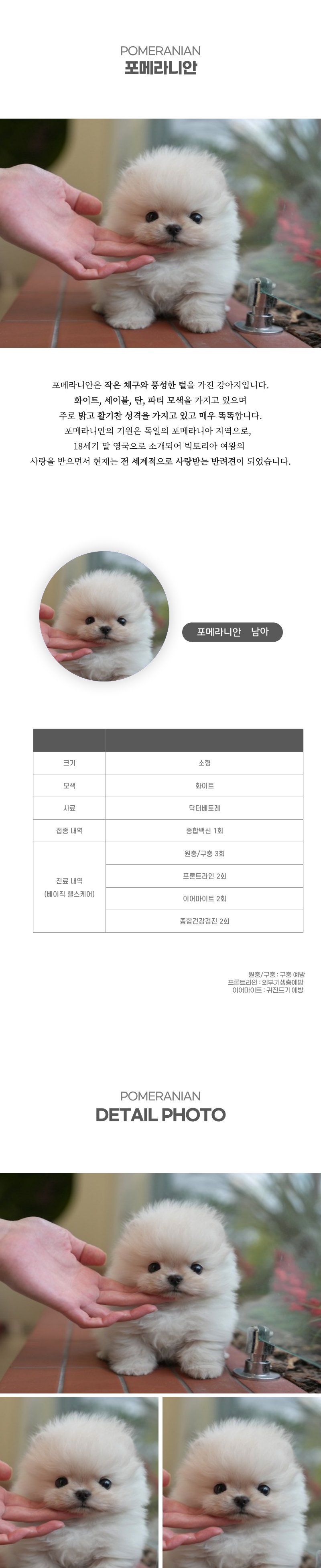 포메라니안_상세이미지_2