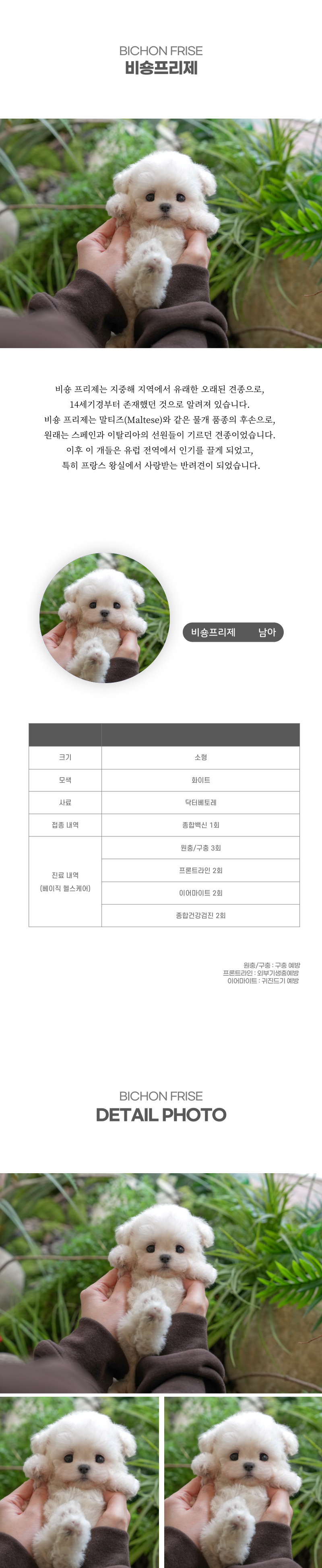 미니비숑_상세이미지_2