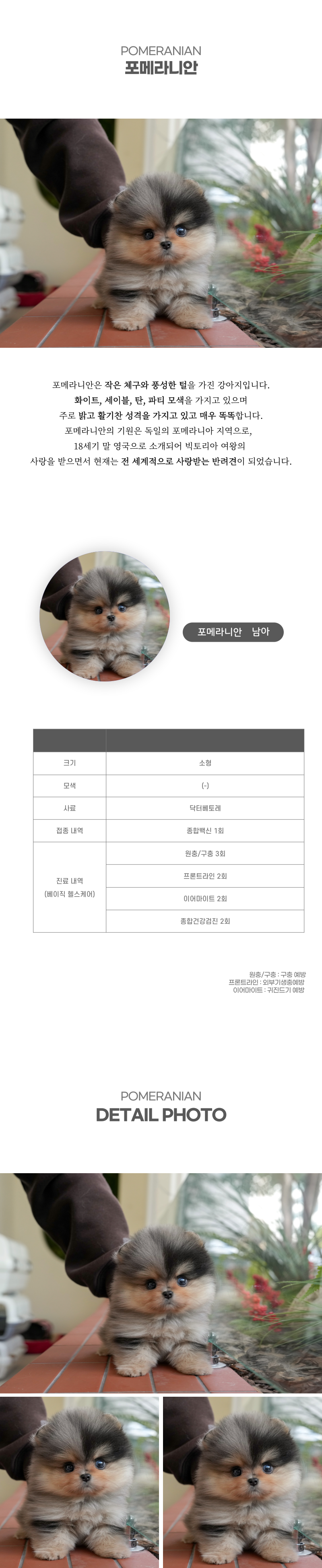 포메라니안_상세이미지_2