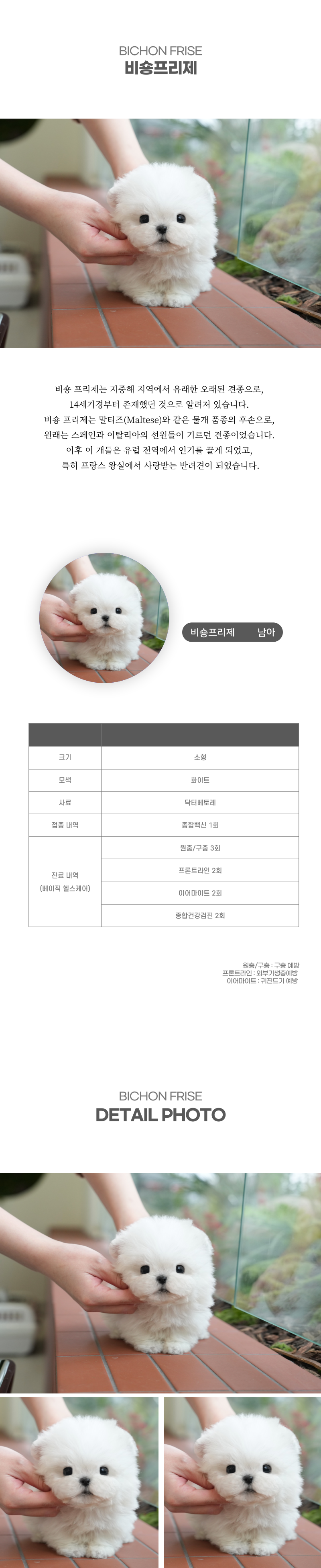 미니비숑_상세이미지_2