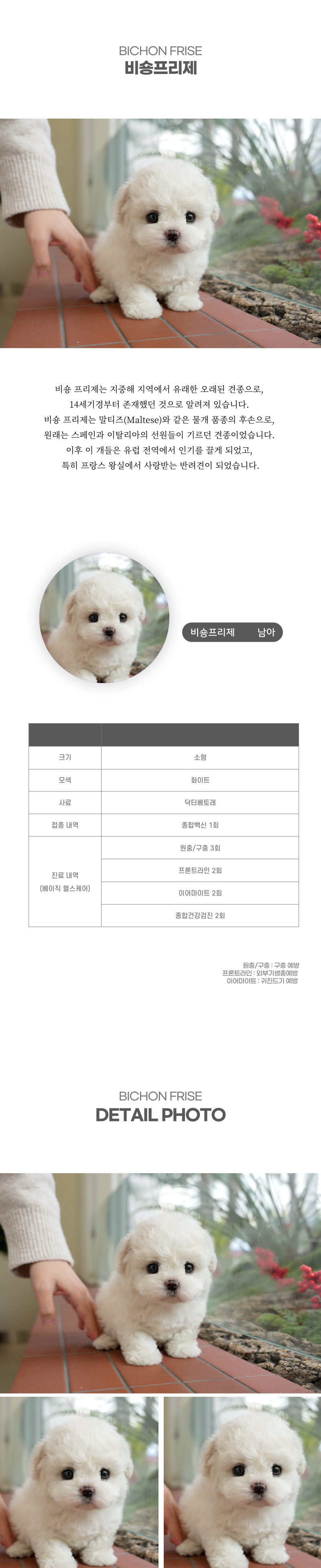 미니비숑_상세이미지_2