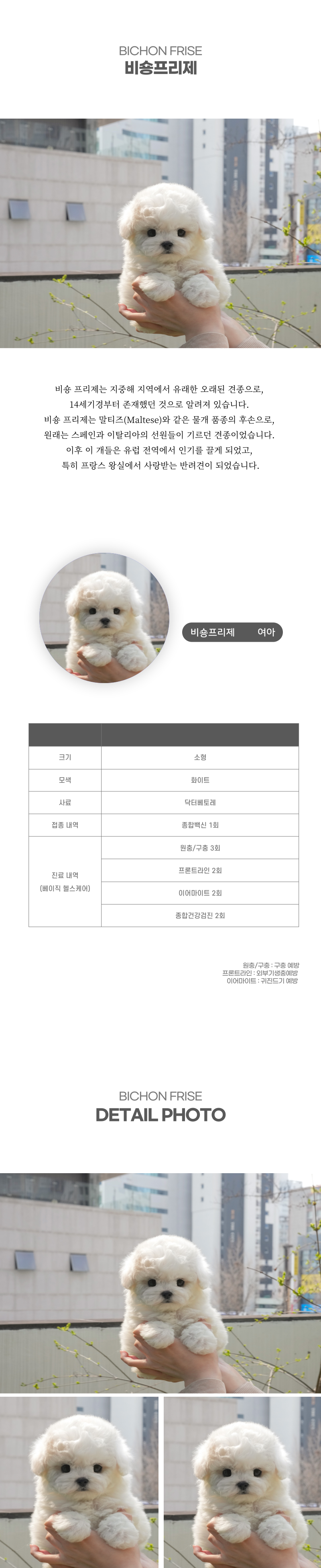 미니비숑_상세이미지_2