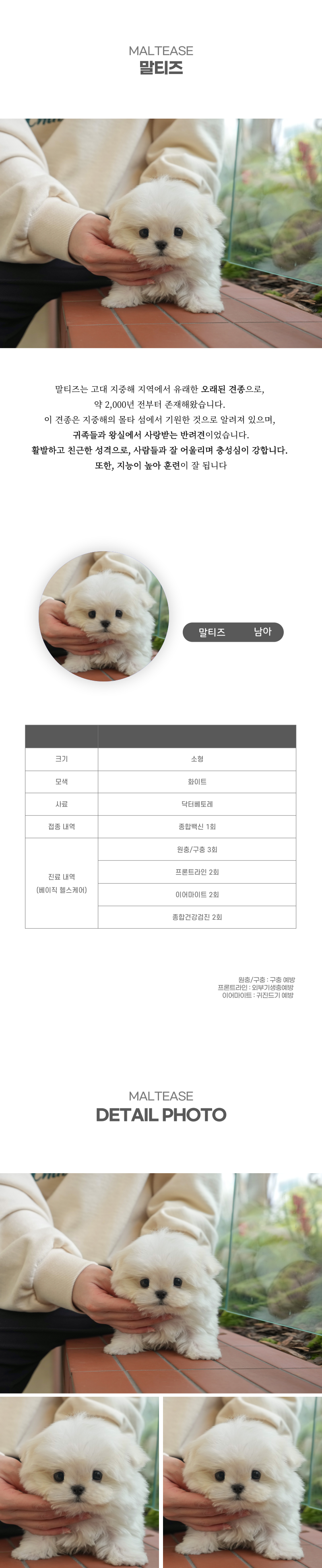 말티즈_상세이미지_2