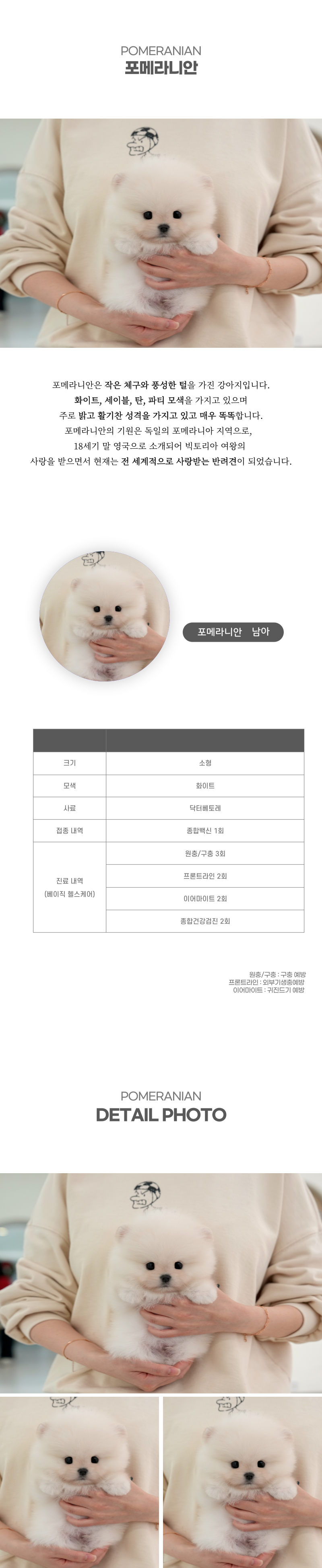 포메라니안_상세이미지_2
