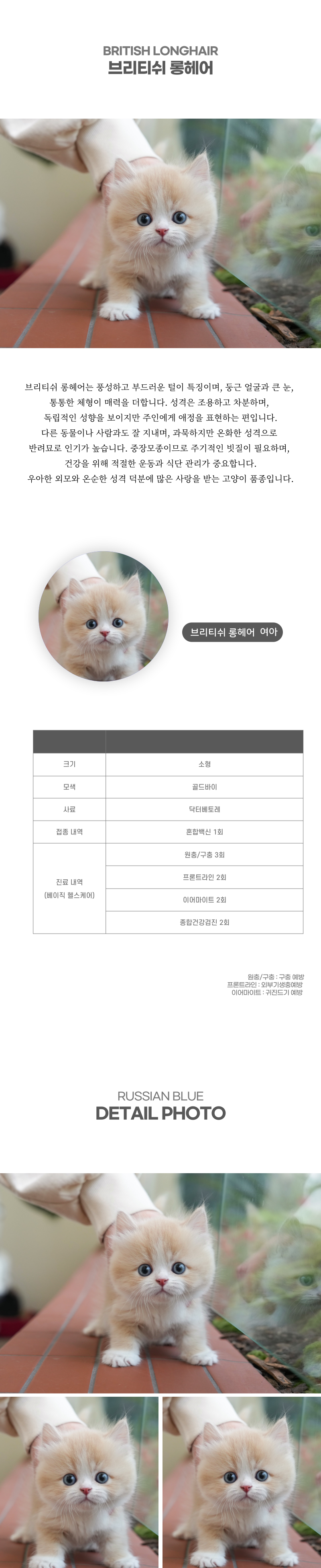 브리티쉬롱헤어_상세이미지_2