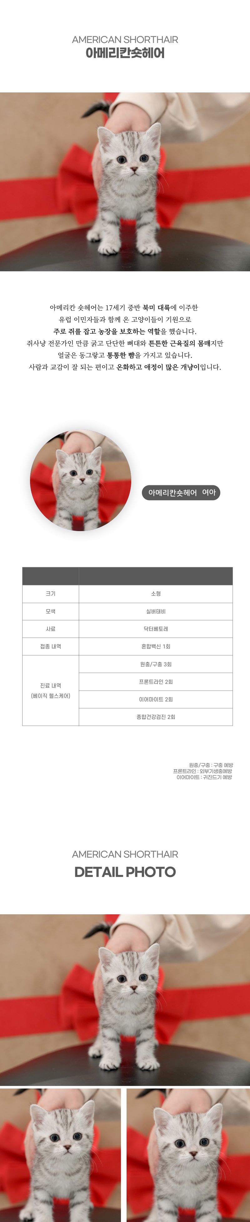 아메리칸숏헤어_상세이미지_2