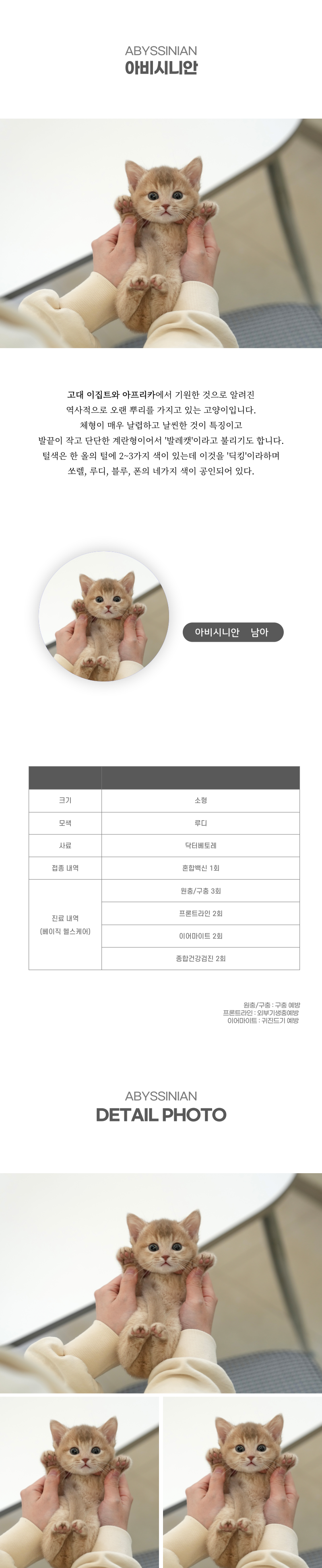 아비시니안_상세이미지_2