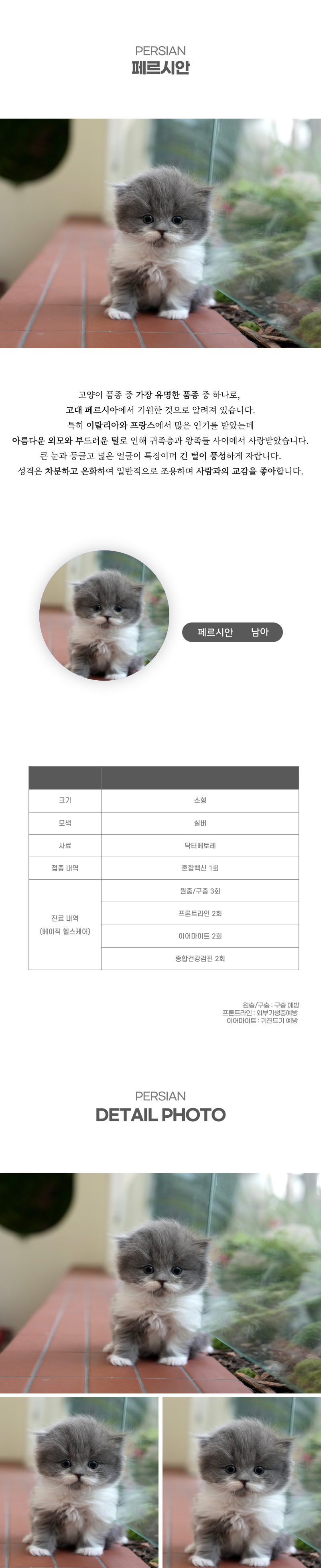 페르시안_상세이미지_2
