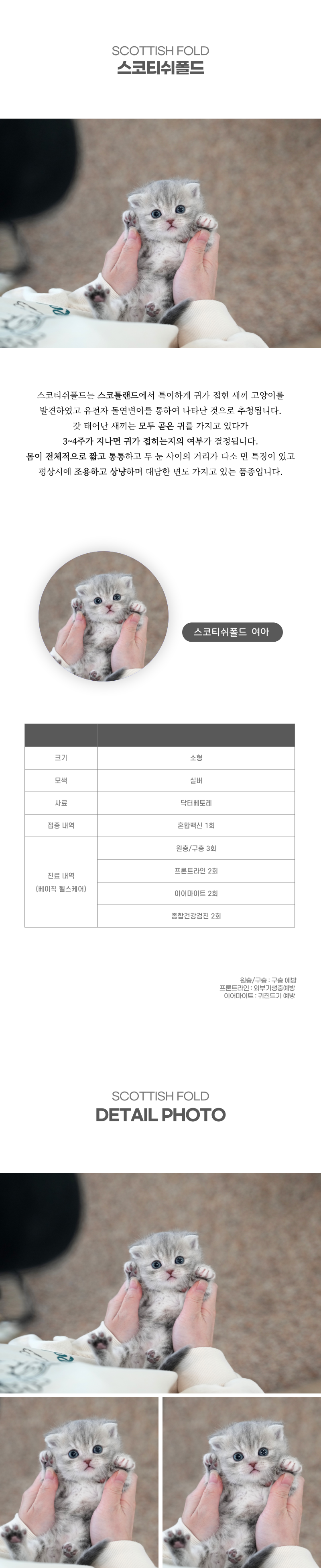 스코티쉬폴드_상세이미지_2
