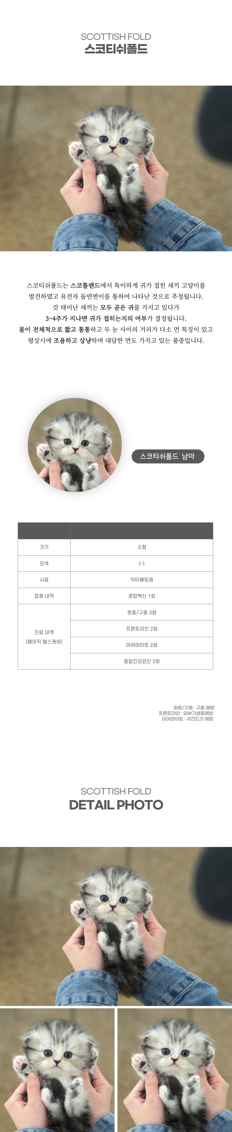 스코티쉬폴드_상세이미지_2