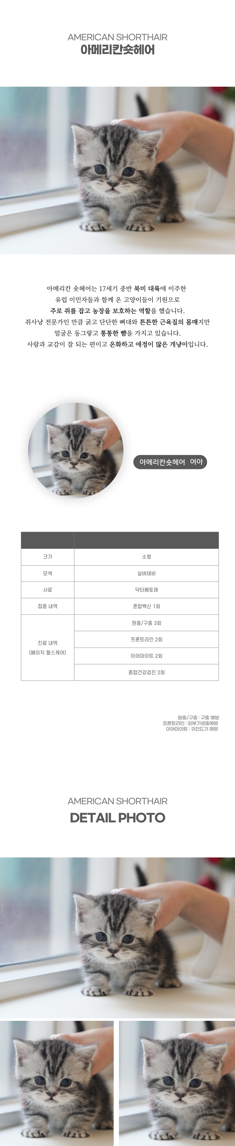 아메리칸숏헤어_상세이미지_2