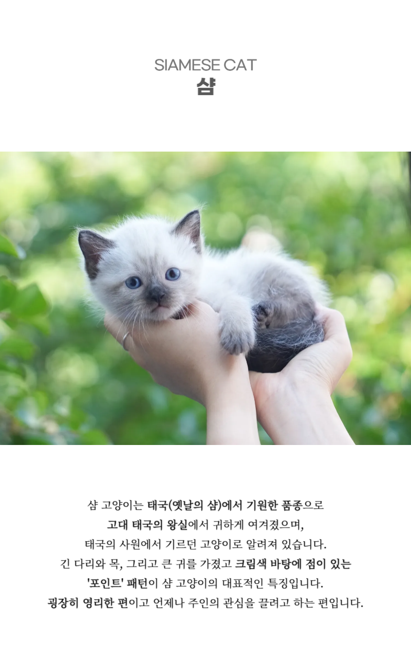 루샤_상세이미지_2