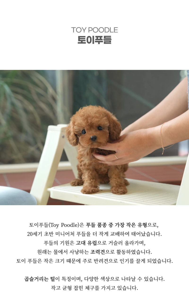 토이푸들_상세이미지_2