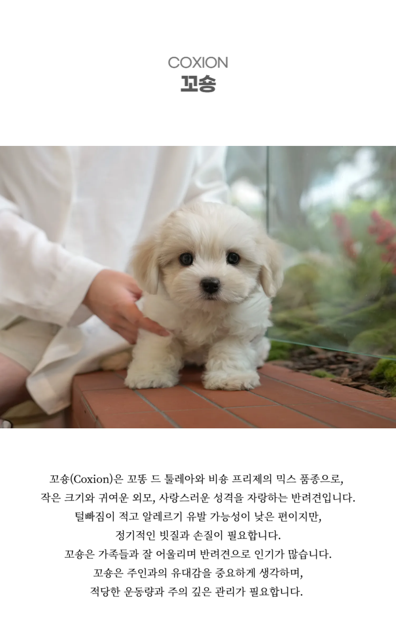 꼬숑_상세이미지_2
