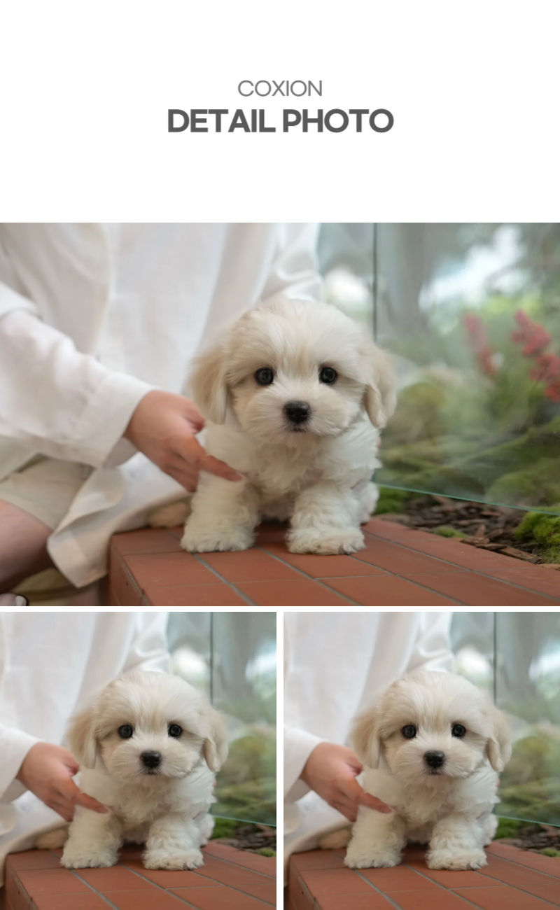 꼬숑_상세이미지_4