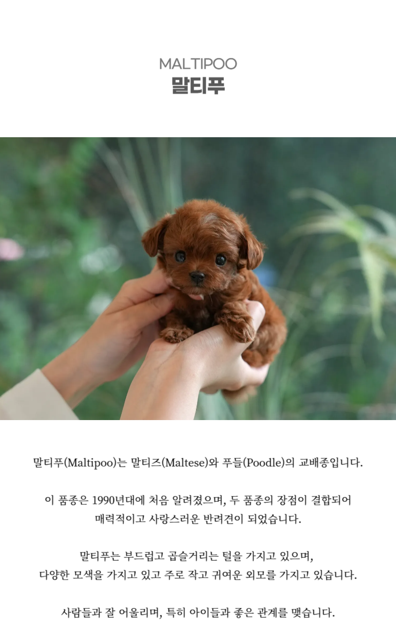 말티푸_상세이미지_2