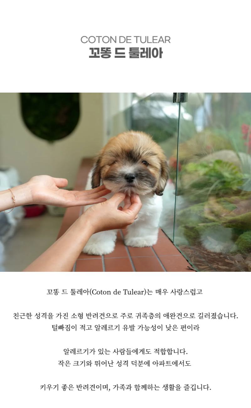 꼬똥_상세이미지_2