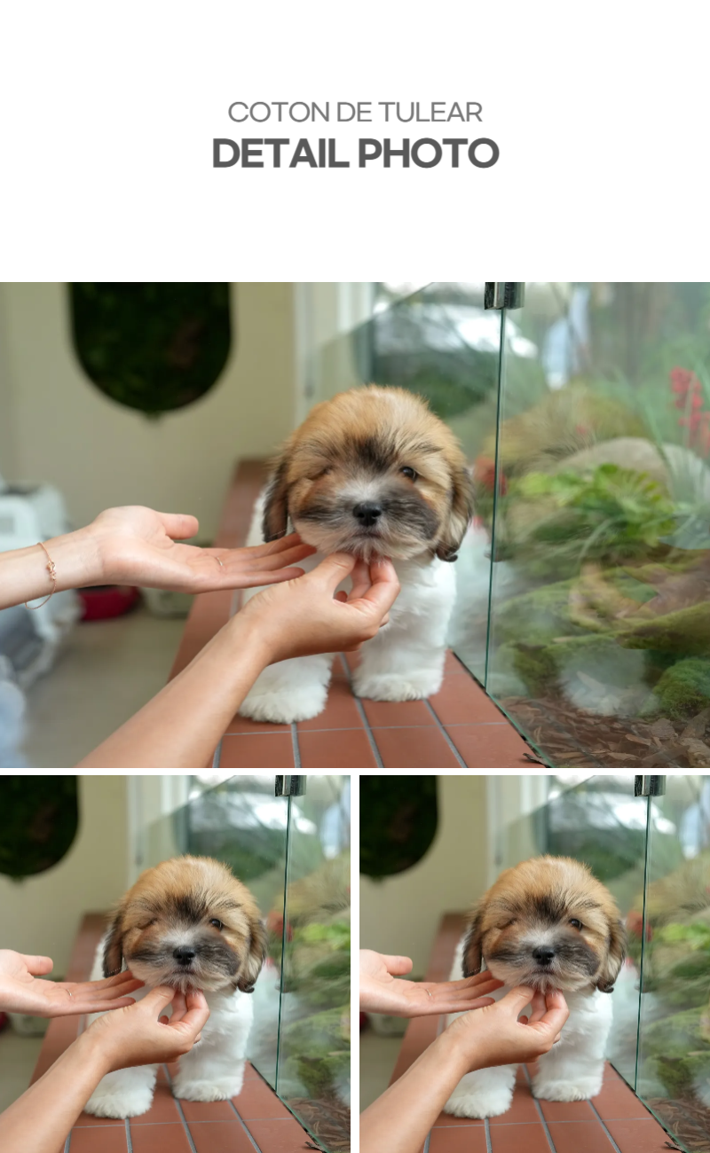 꼬똥_상세이미지_4