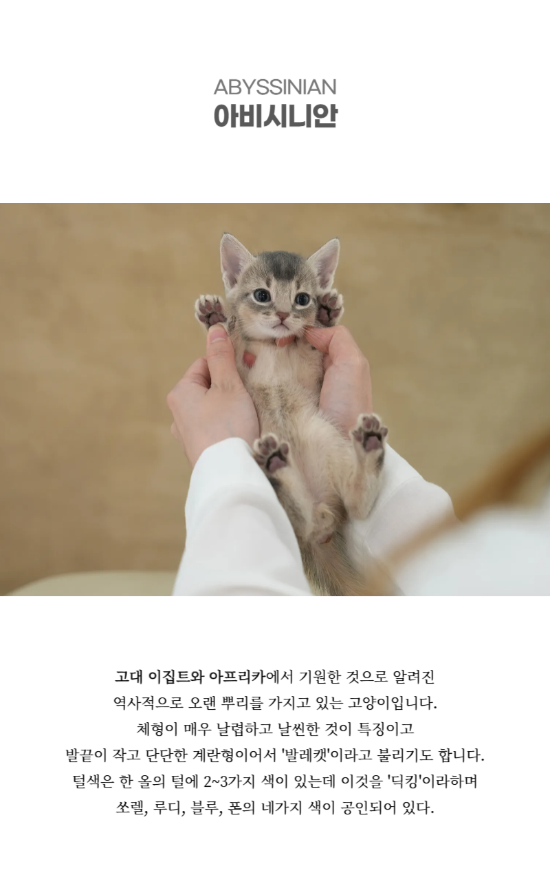 아비_상세이미지_2