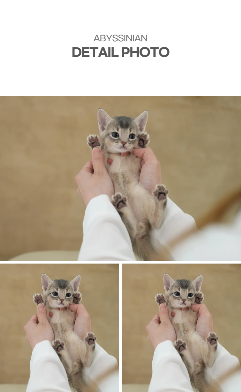 아비_상세이미지_4