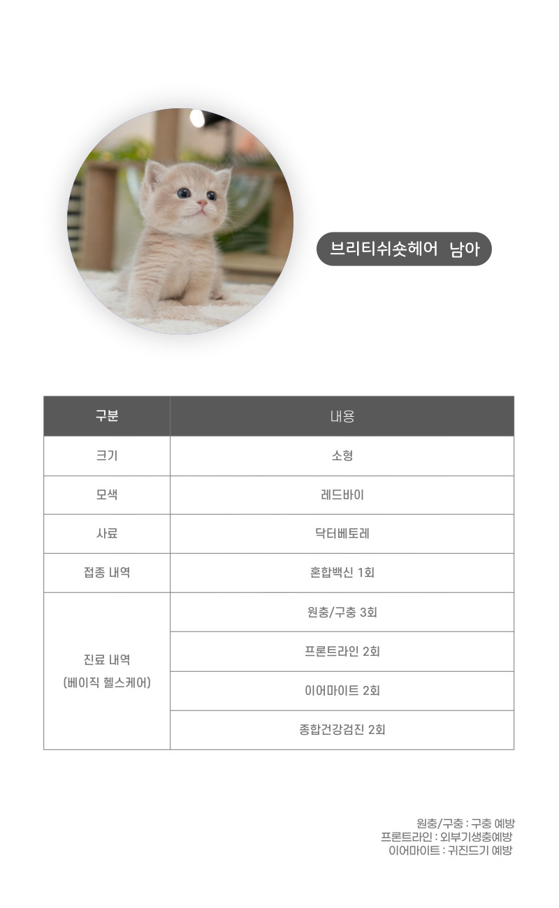 브리티쉬숏헤어_상세이미지_4