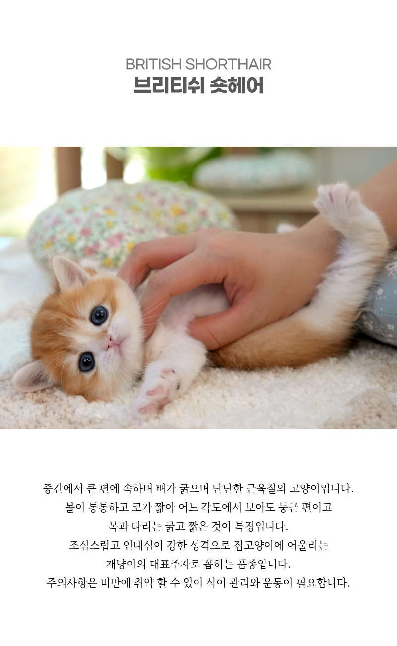 브리티쉬숏헤어_상세이미지_2