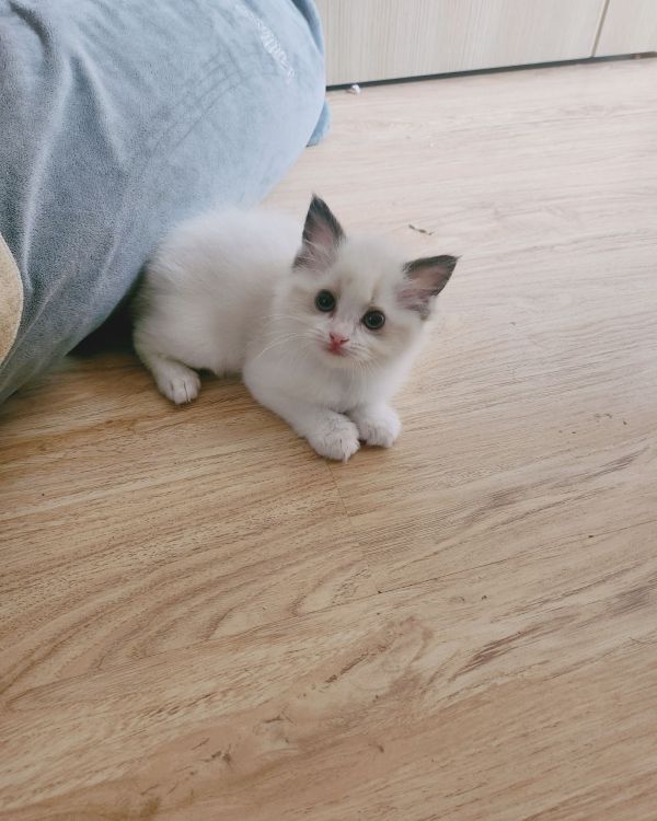라미 보호자_상세페이지_1