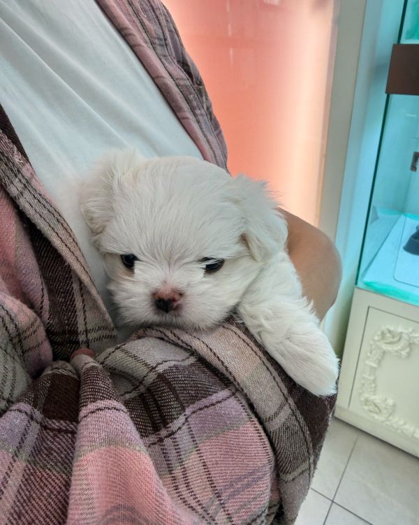 힝구 보호자_상세페이지_1