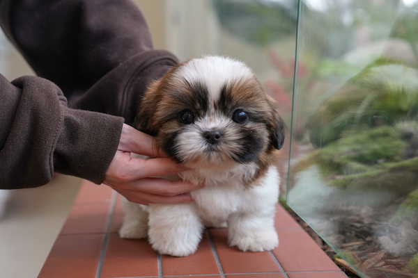 시츄_남_도담이네(33) 전화.jpg