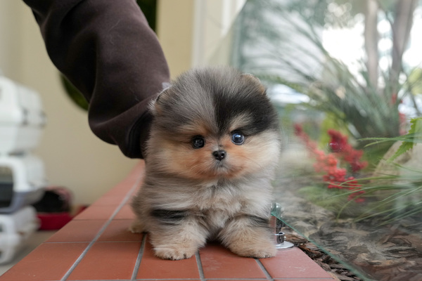 포메_남_담비애견(30) 전화.jpg