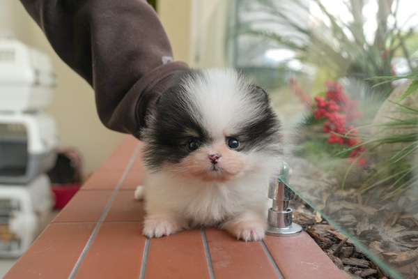 포메_남_담비애견(35) 55.jpg