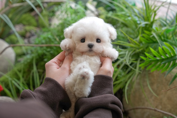 비숑_남_플라잉독(40) 55.jpg