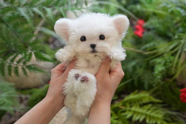 비숑(테디)_남_더나은(38) 55.jpg