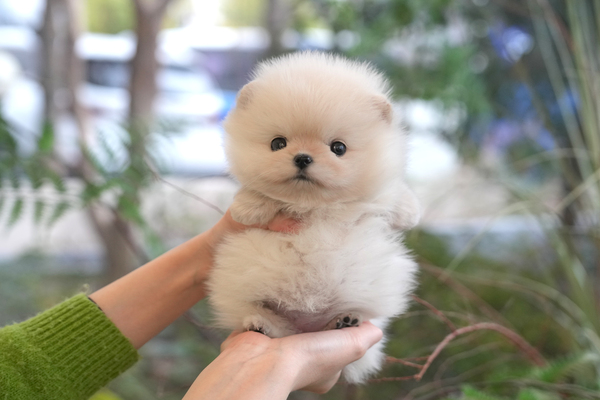 포메_여_pd네(38) 55.jpg