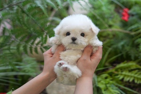 비숑_여_효성(61) 전화.jpg