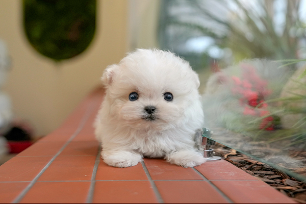 비숑_여_glory star(40) 전화.jpg