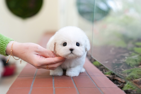비숑_50_여_정일품(28).jpg