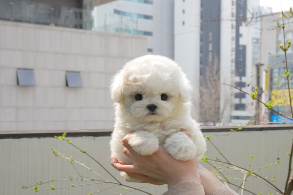 비숑_여_강남(28) 45.jpg