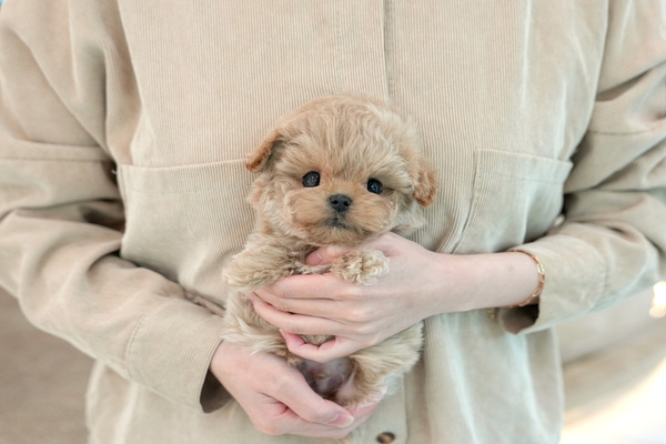 말티푸_남_삼광(46) 전화.jpg