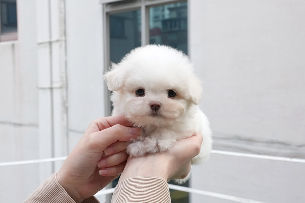 말티푸_남_봉암(15) 35.jpg