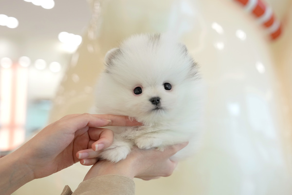 포메_남_밍밍켄넬(35) 55.jpg